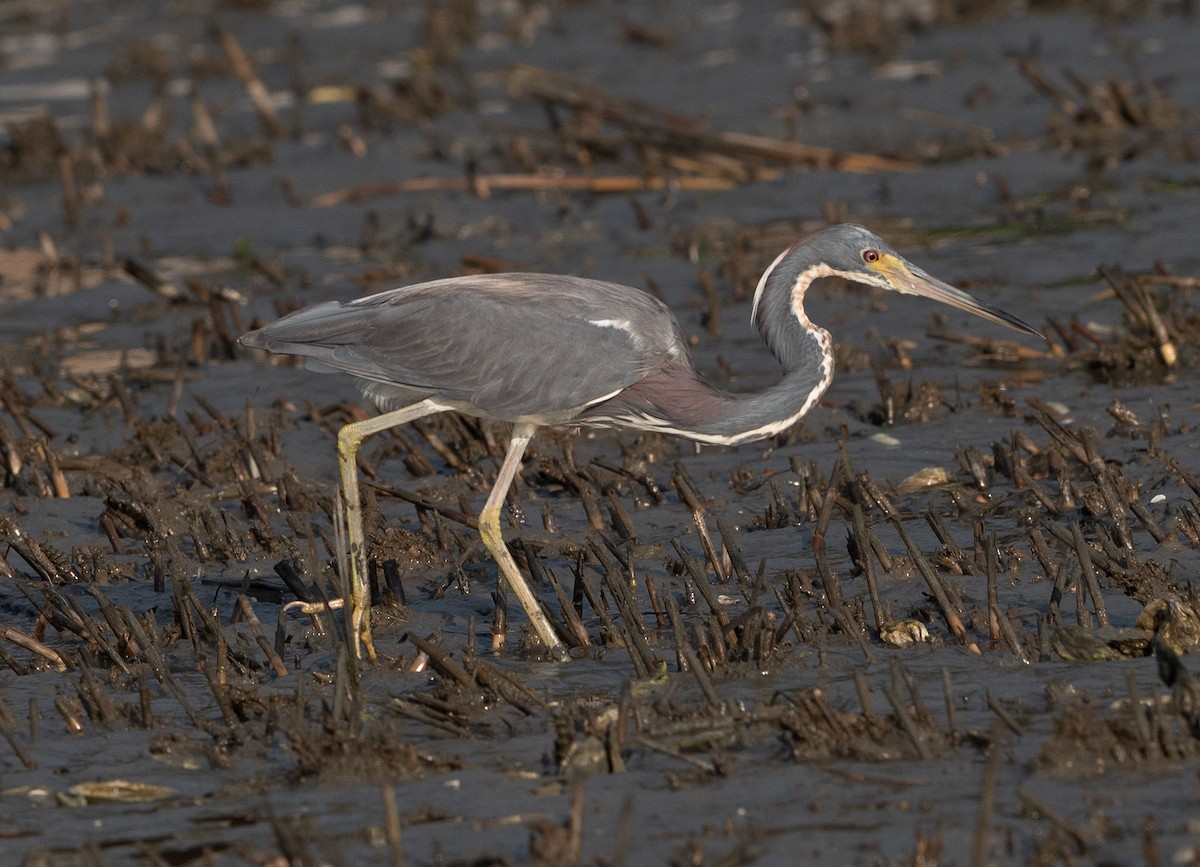 Tricolored Heron - ML622111463