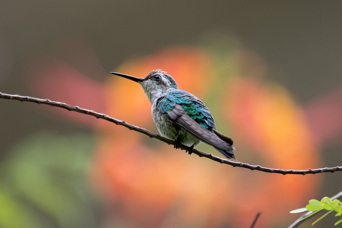 kolibřík zahradní - ML622111475