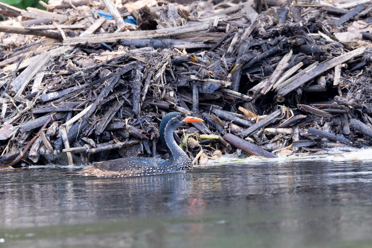 African Finfoot - Steve Popple