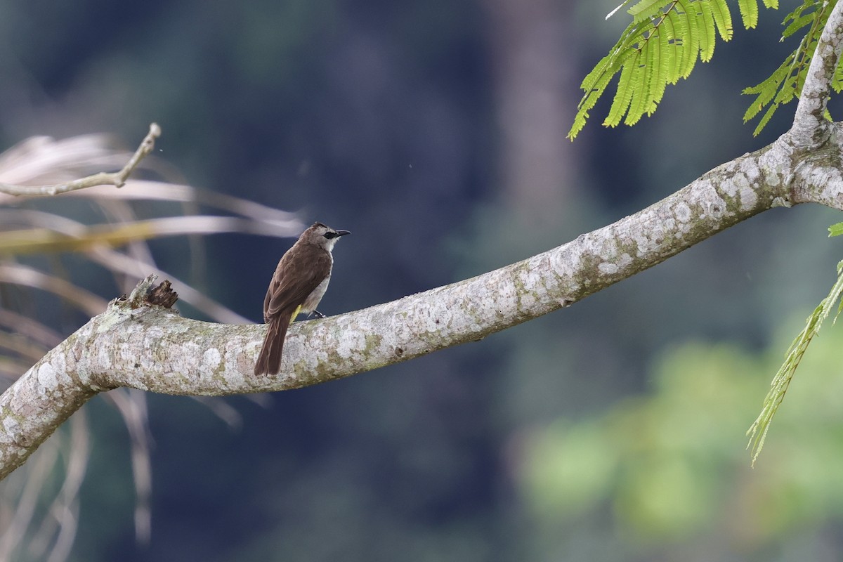 Yellow-vented Bulbul - Anonymous