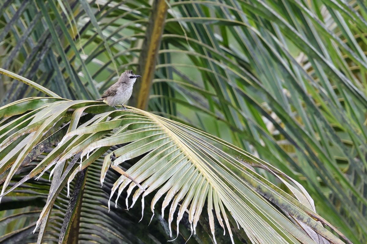 Yellow-vented Bulbul - Anonymous