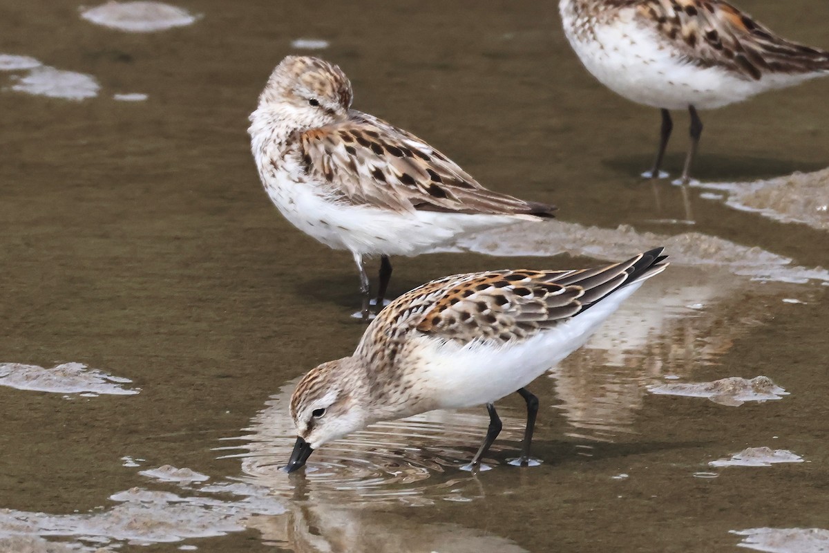 Western Sandpiper - ML622111496