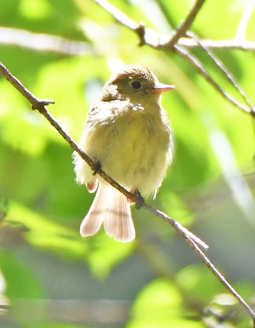 Western Flycatcher - ML622111497