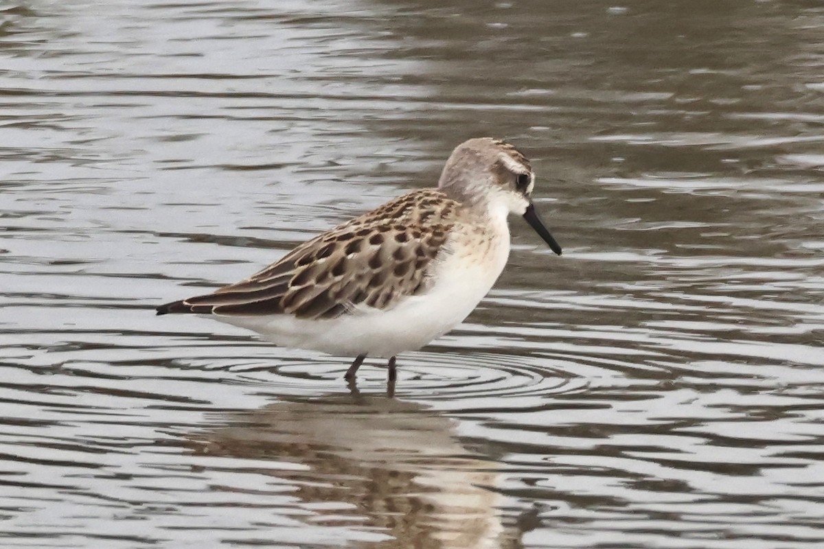 Semipalmated Sandpiper - ML622111498