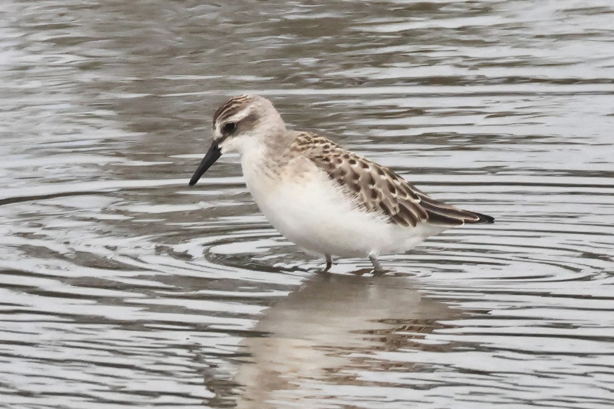 Semipalmated Sandpiper - ML622111499