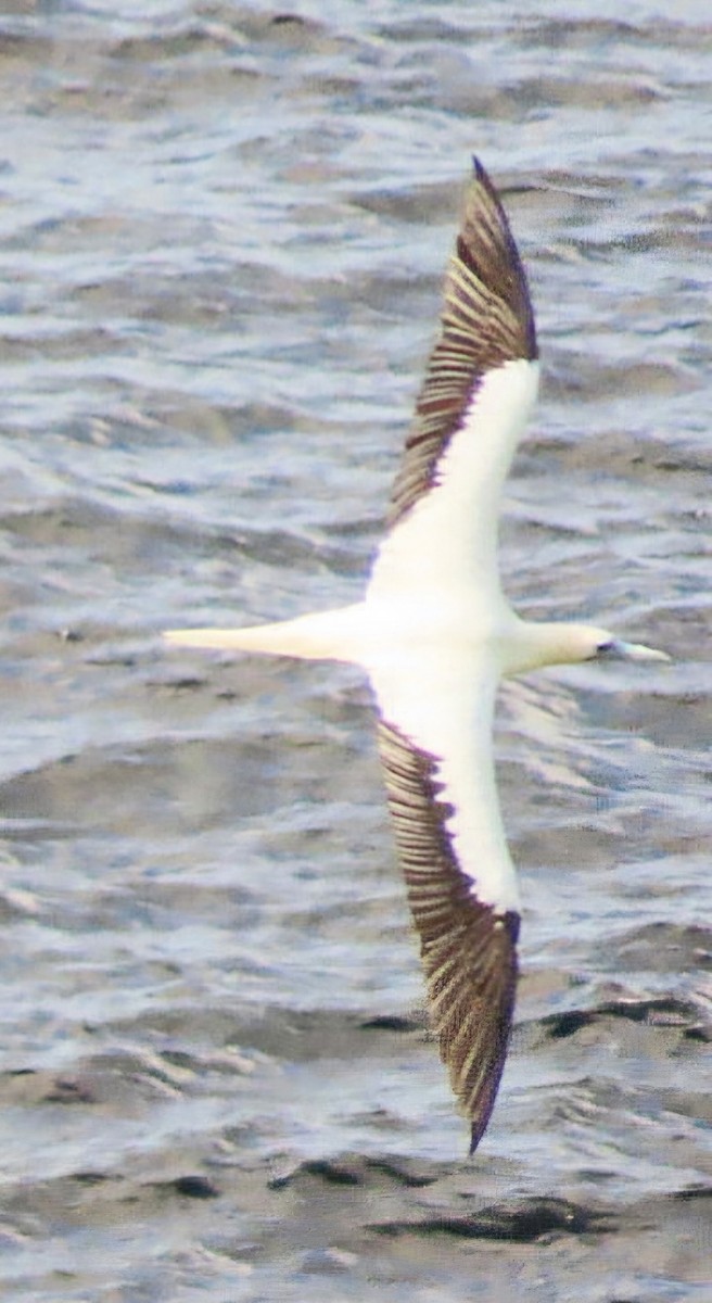 Red-footed Booby - ML622111504