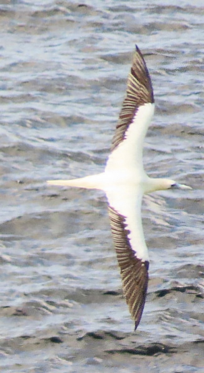 Fou à pieds rouges - ML622111504