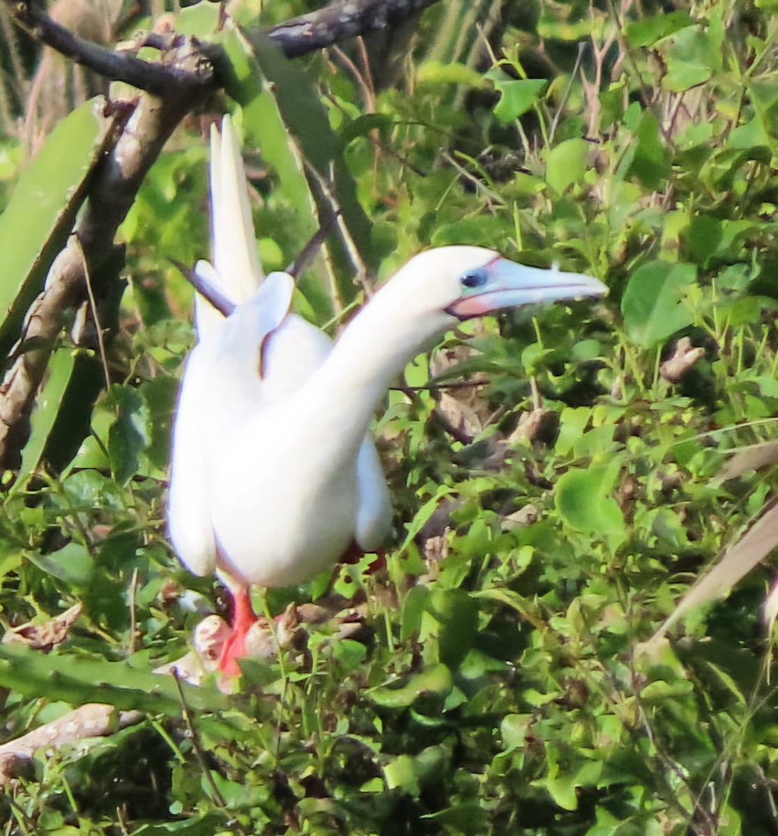 Fou à pieds rouges - ML622111505