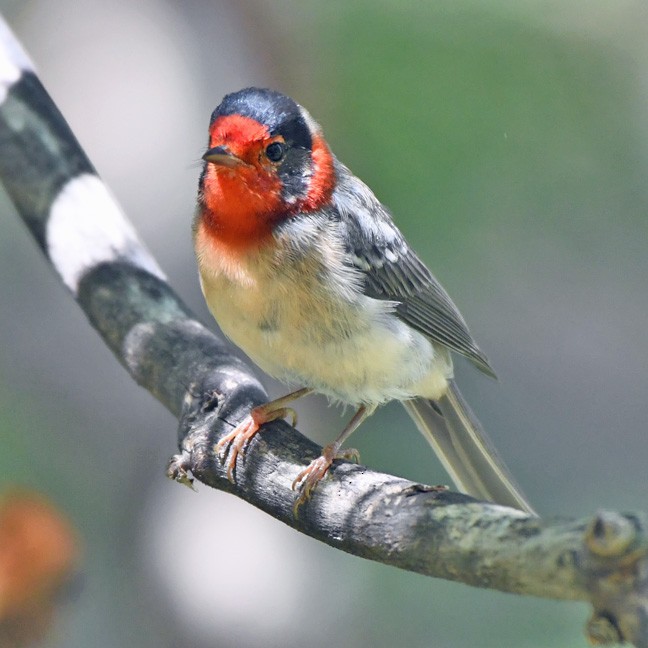 Red-faced Warbler - Denny Granstrand