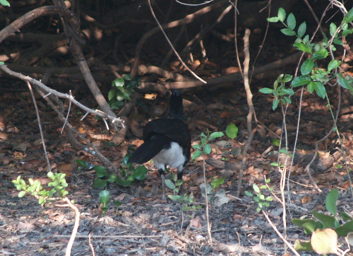 Bare-faced Curassow - Jeff Hopkins