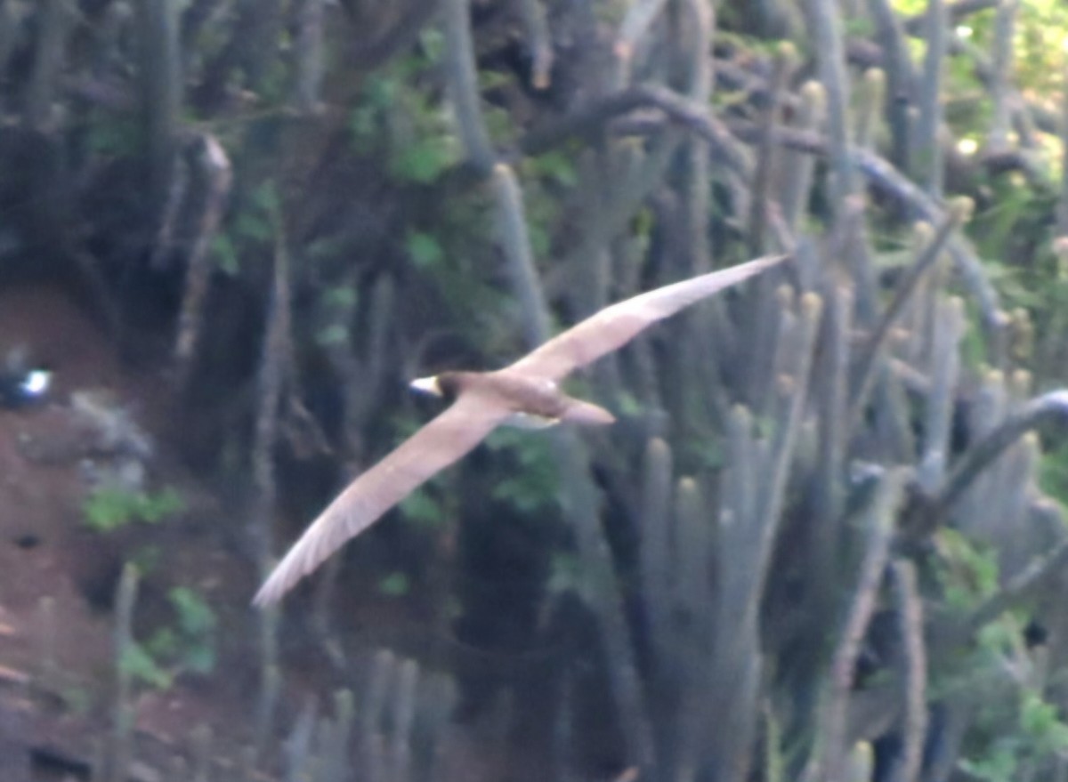 Brown Booby - ML622111528