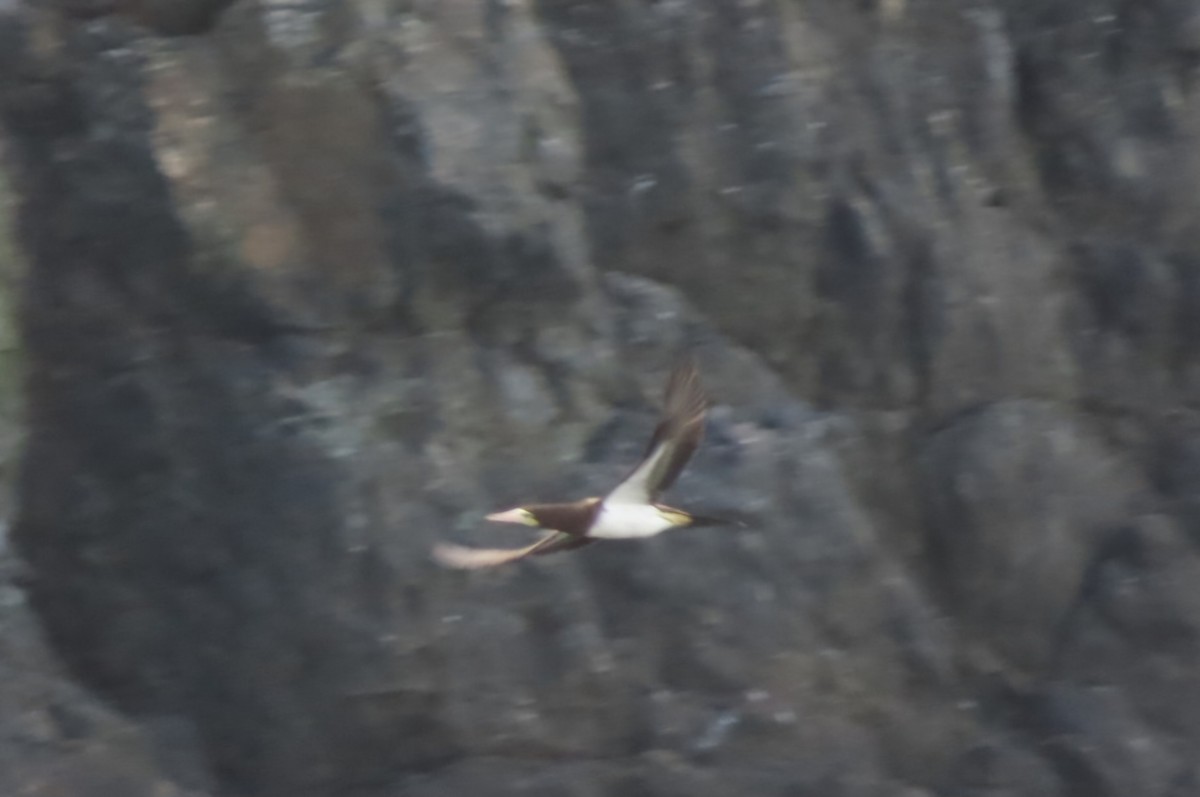 Brown Booby - ML622111529