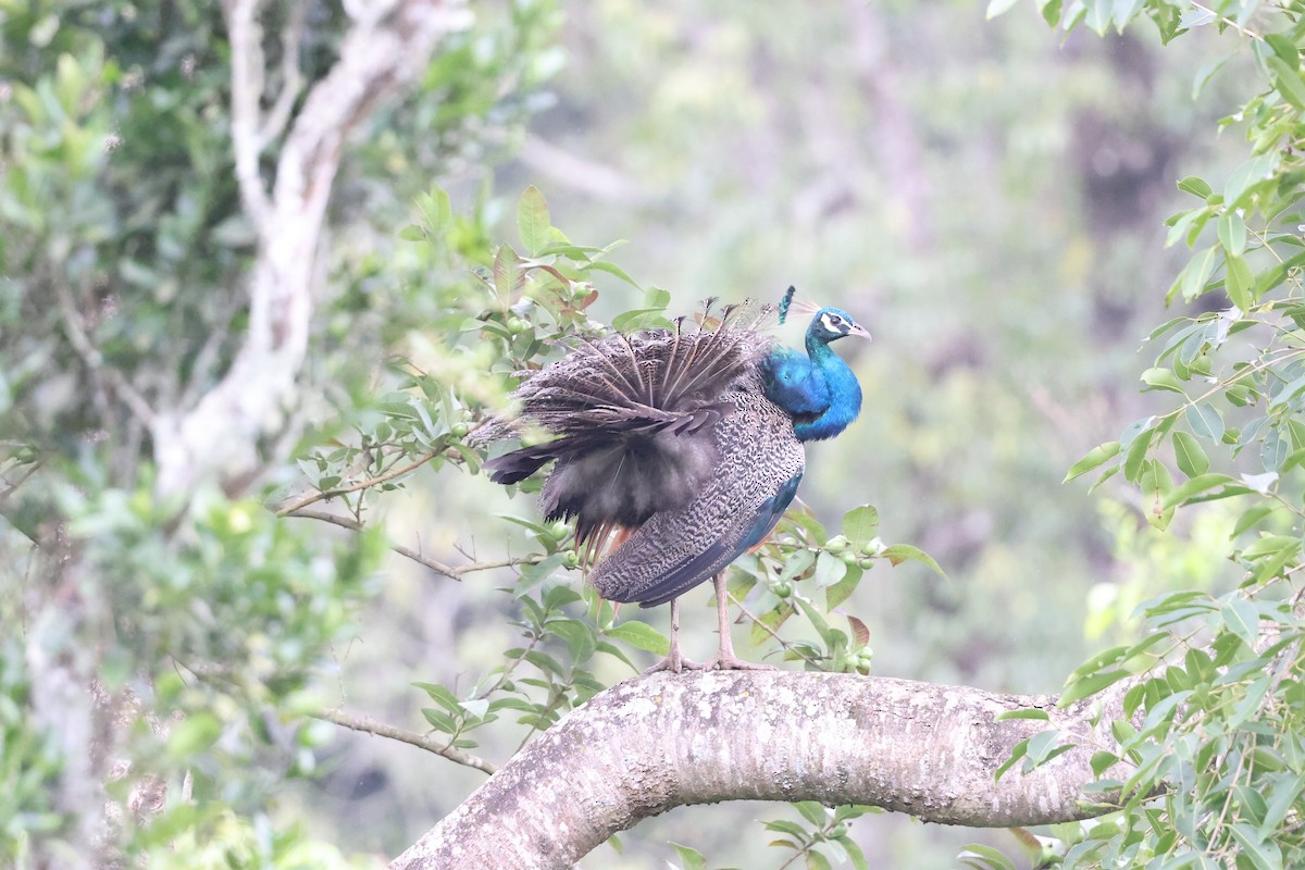 Indian Peafowl - ML622111563