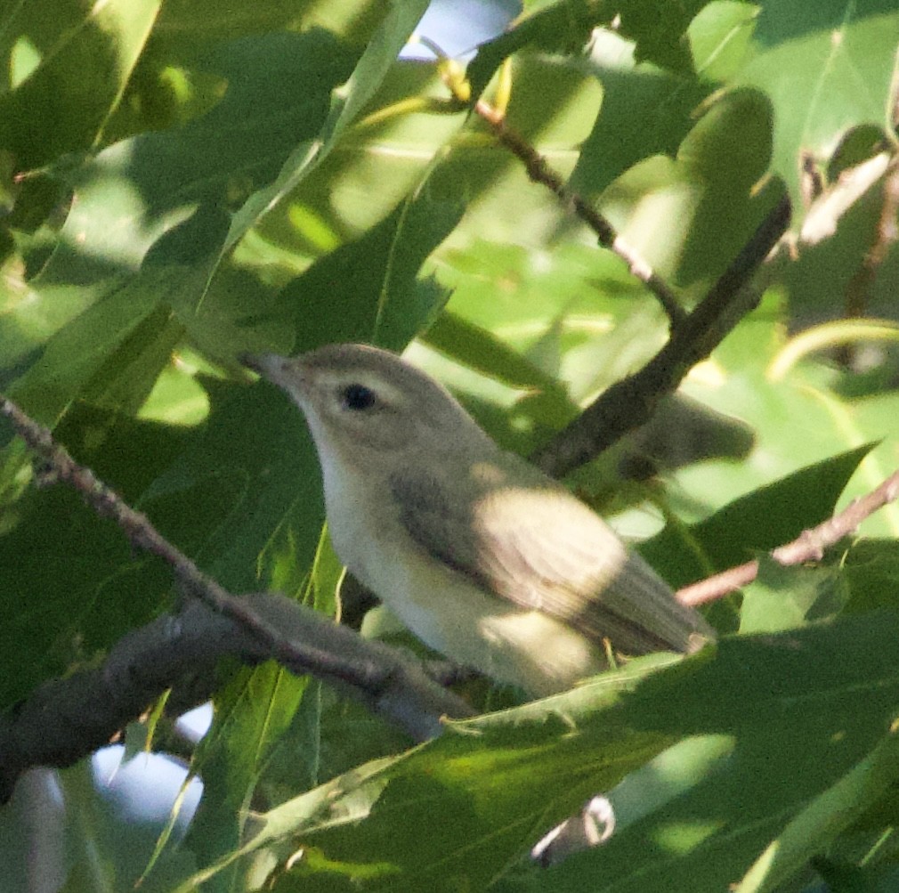 Warbling Vireo (Eastern) - ML622111575