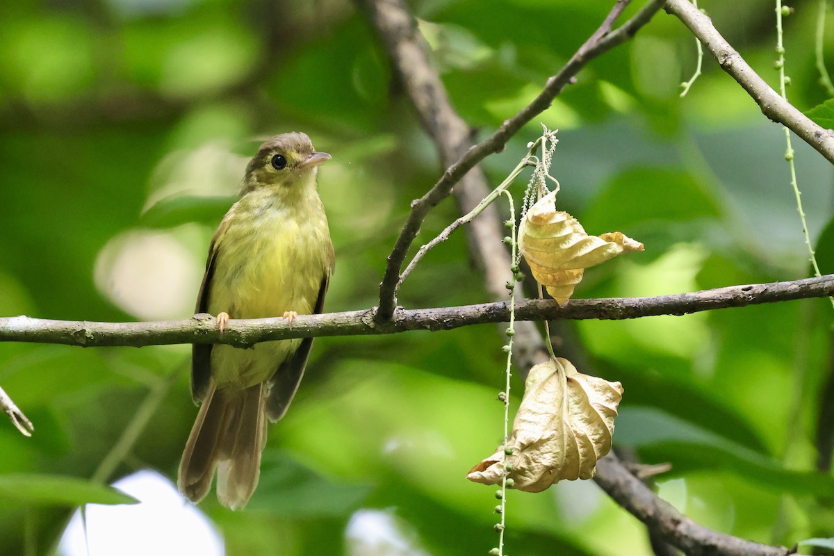 Hairy-backed Bulbul - ML622111592