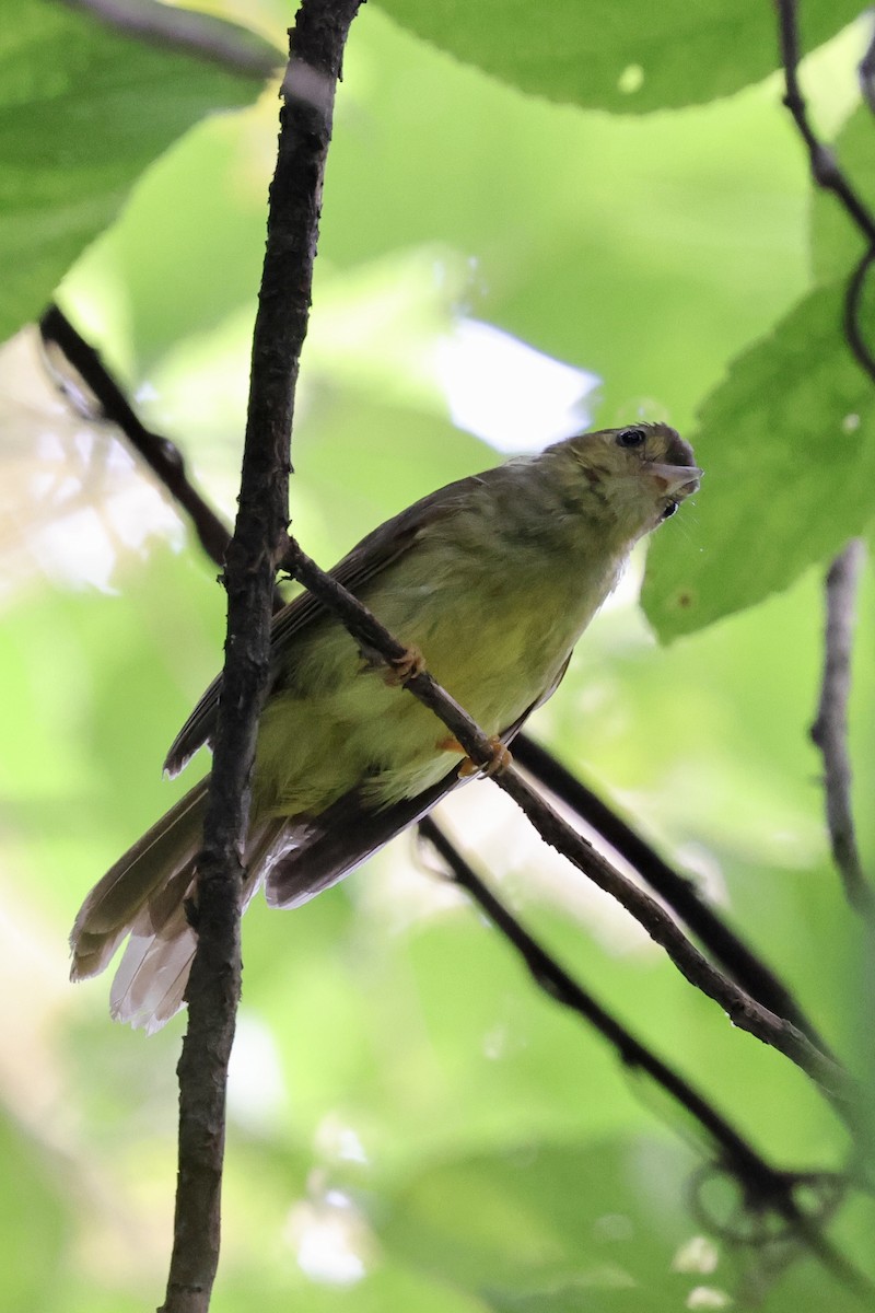 Hairy-backed Bulbul - ML622111597