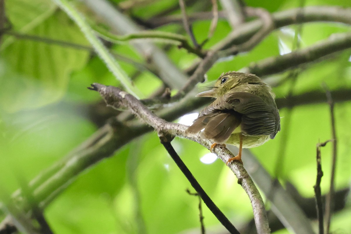 Hairy-backed Bulbul - ML622111598