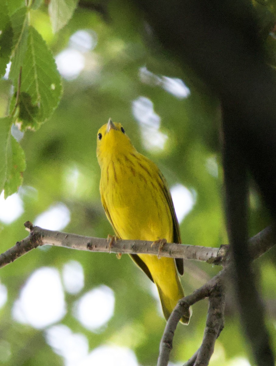 Yellow Warbler - Justin Swain