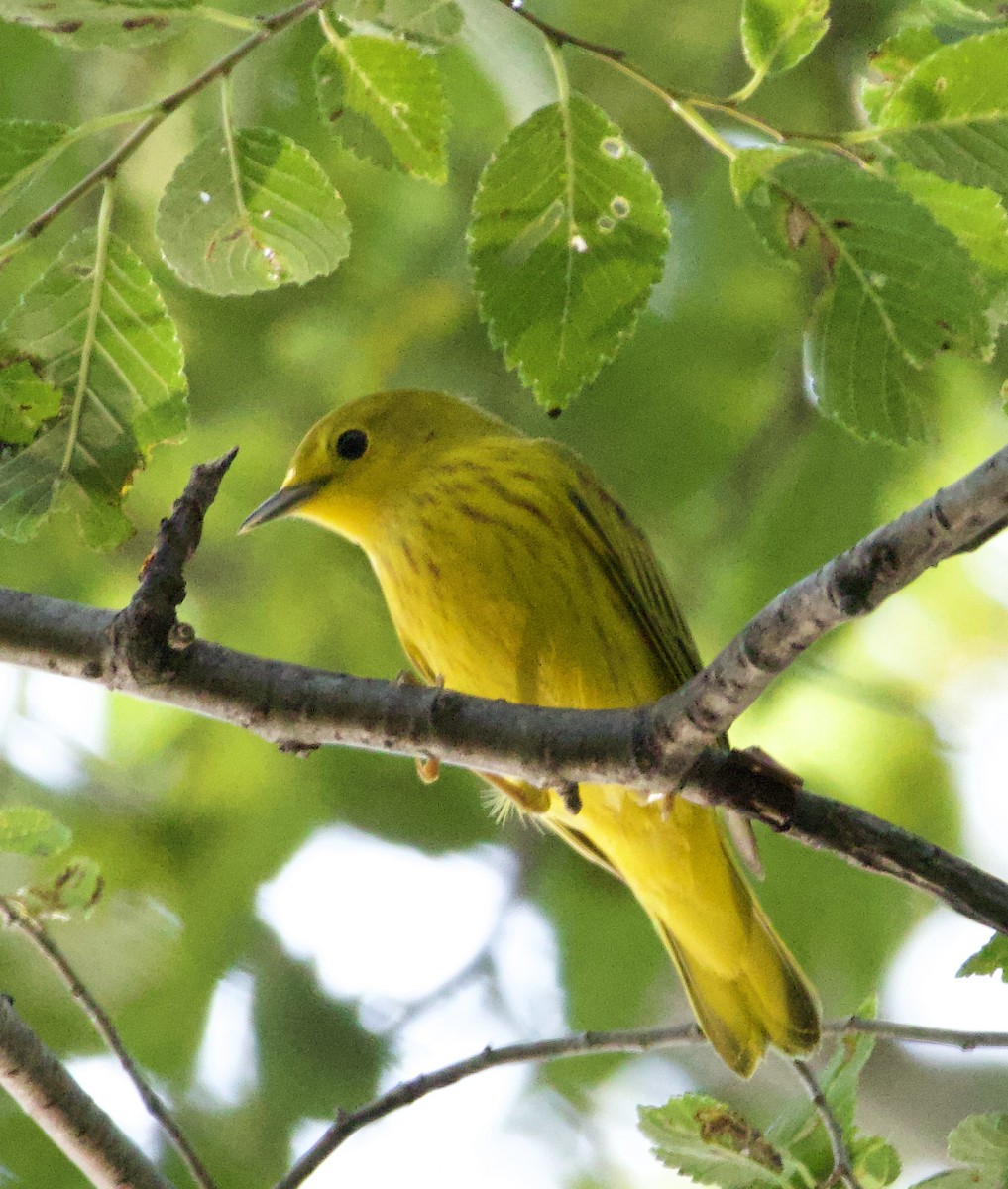 Yellow Warbler - ML622111622