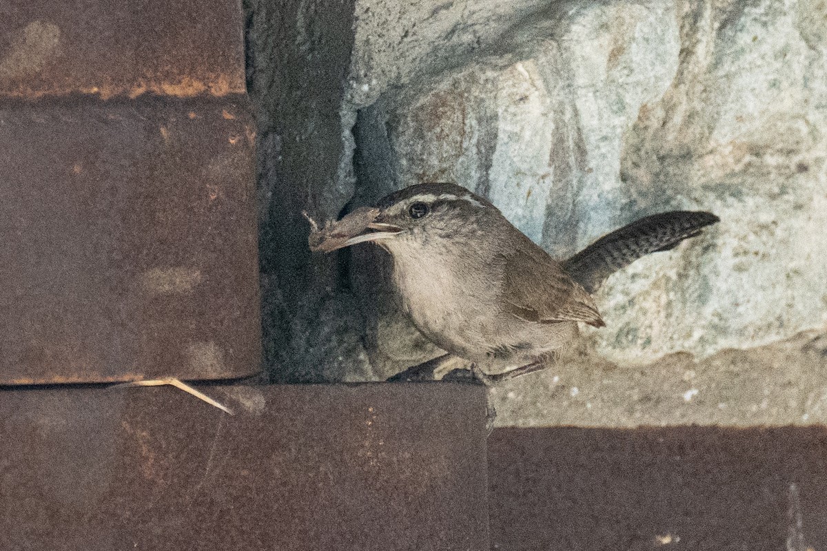 Bewick's Wren - ML622111625