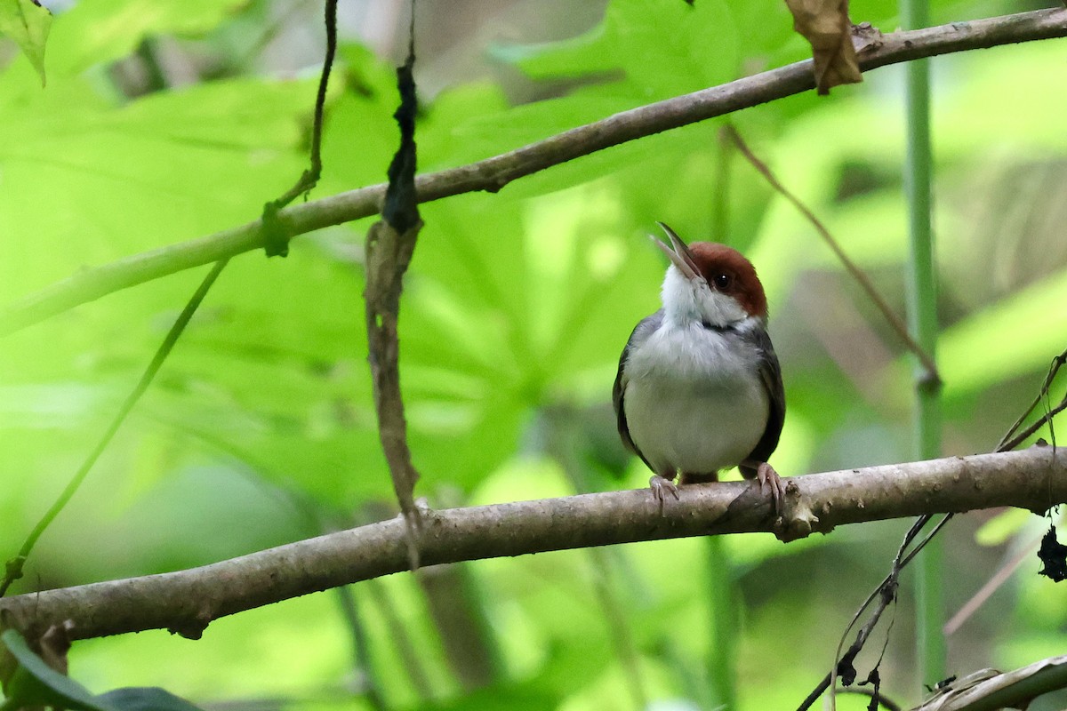 Rufous-tailed Tailorbird - ML622111626