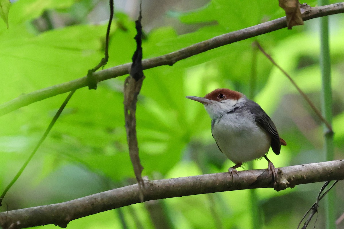 Rufous-tailed Tailorbird - ML622111627