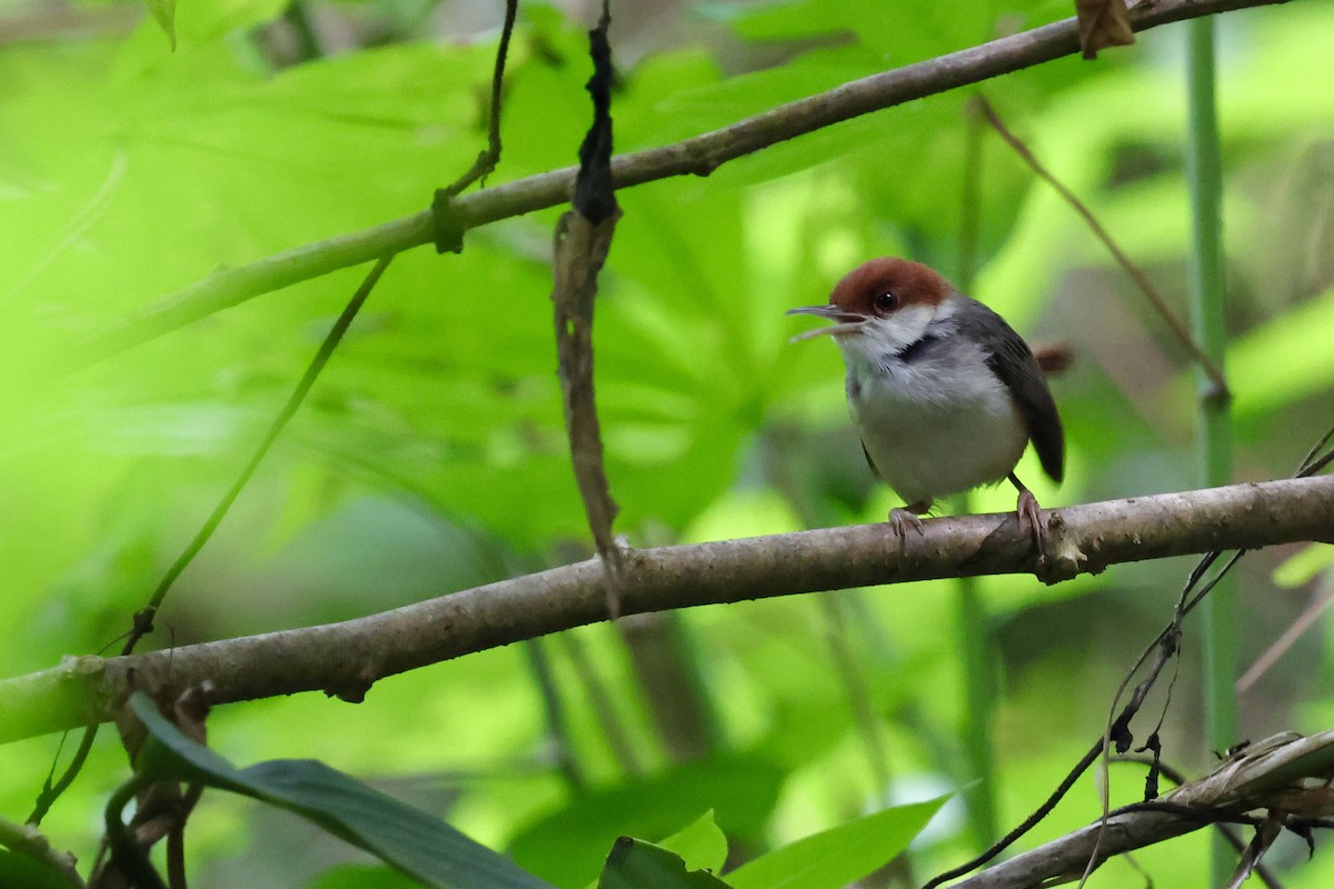 Rufous-tailed Tailorbird - ML622111628