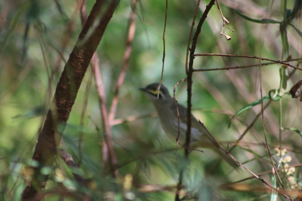 Yellow-faced Honeyeater - ML622111629