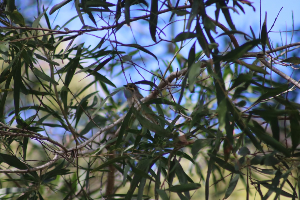 Yellow-faced Honeyeater - ML622111630