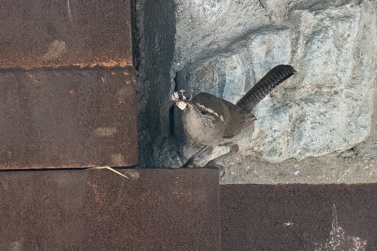 Bewick's Wren - ML622111632