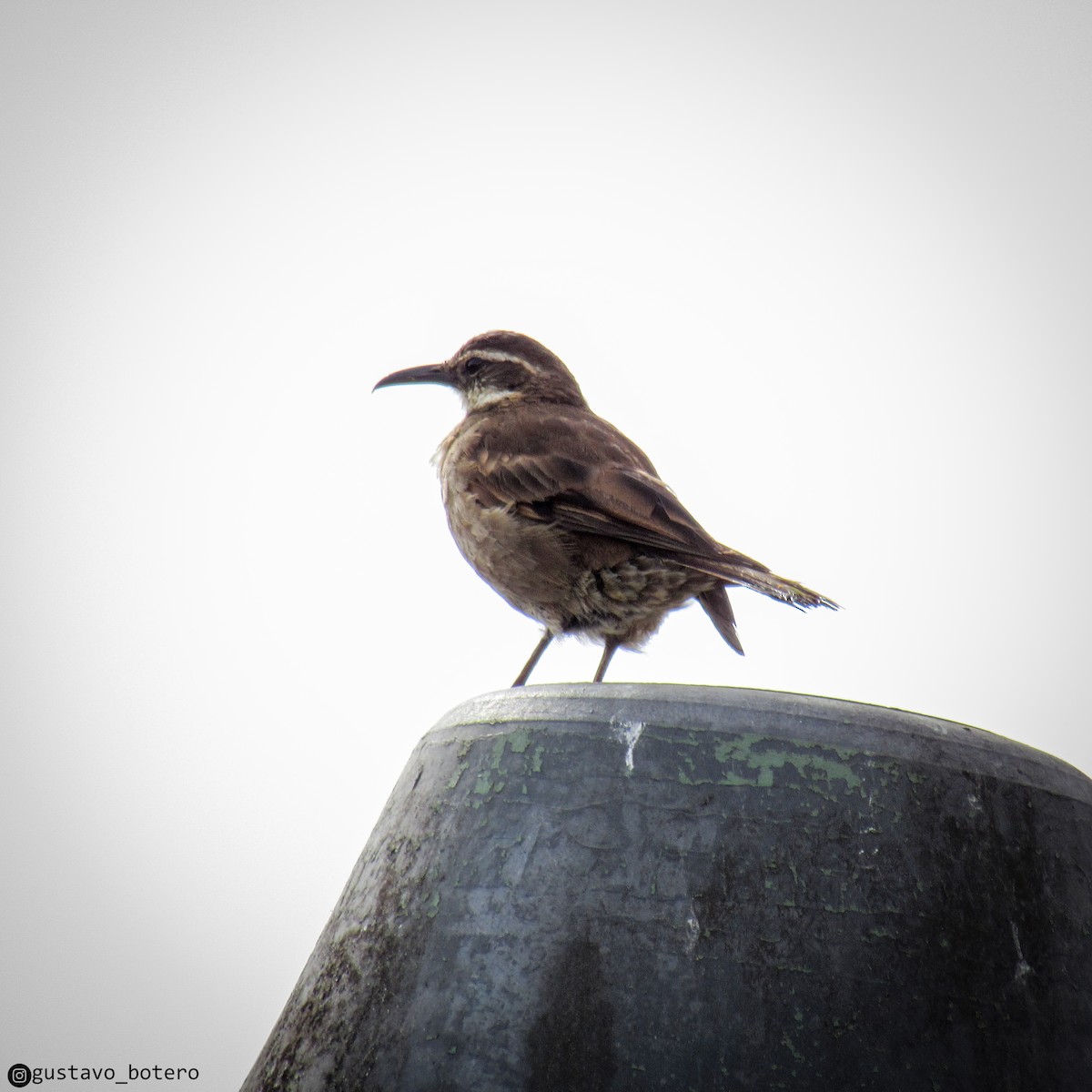 Stout-billed Cinclodes - ML622111633