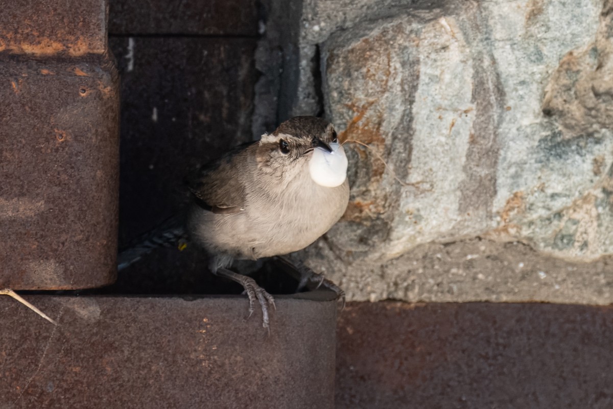 Bewick's Wren - ML622111635