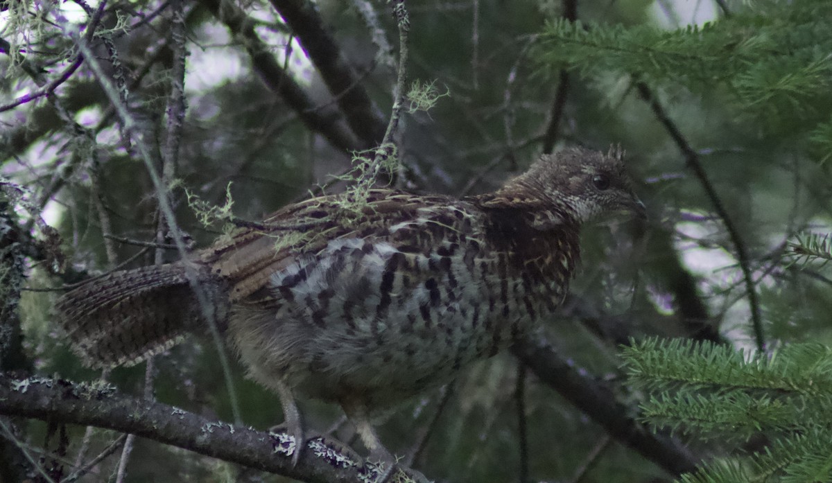 Ruffed Grouse - ML622111636