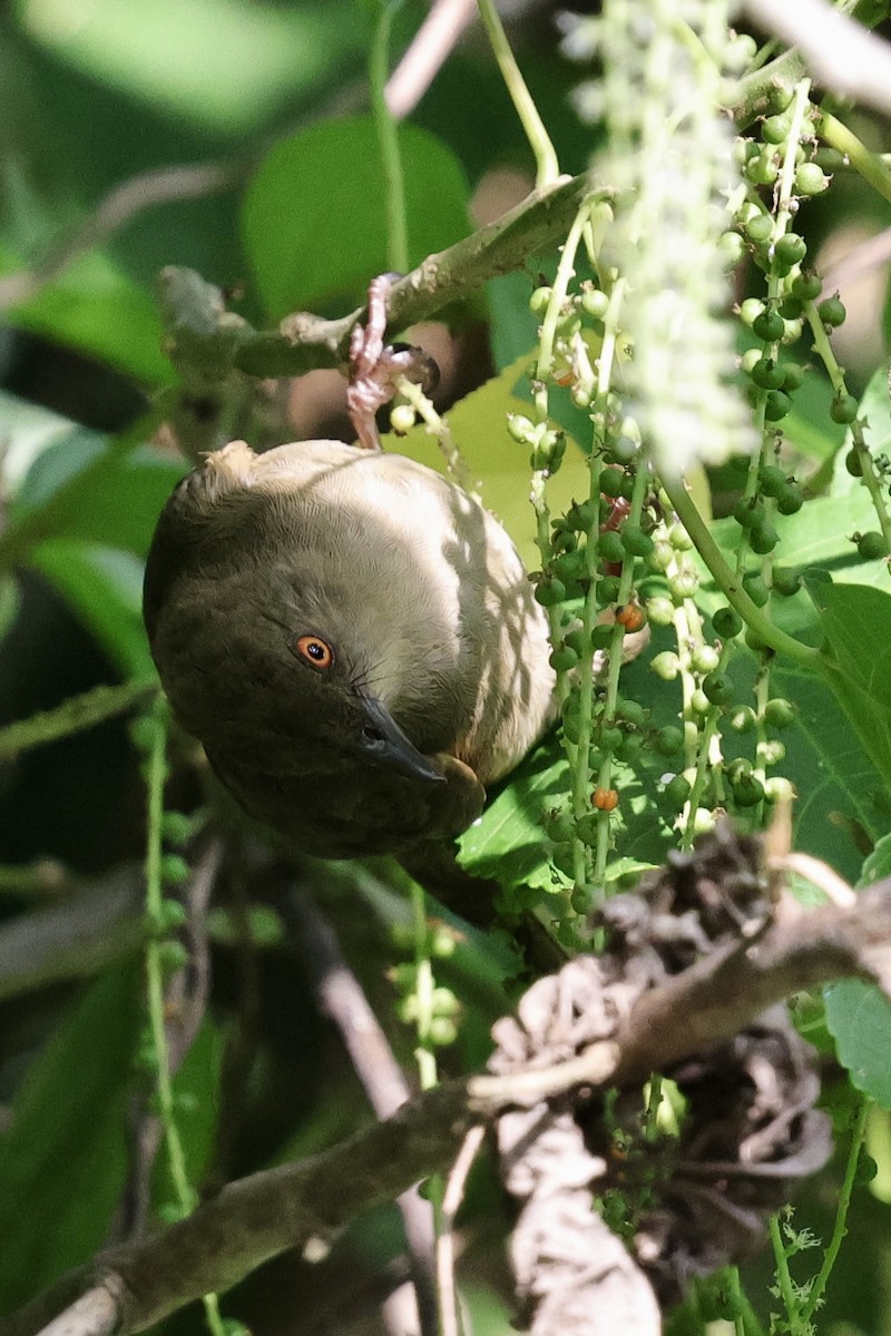 Red-eyed Bulbul - ML622111637