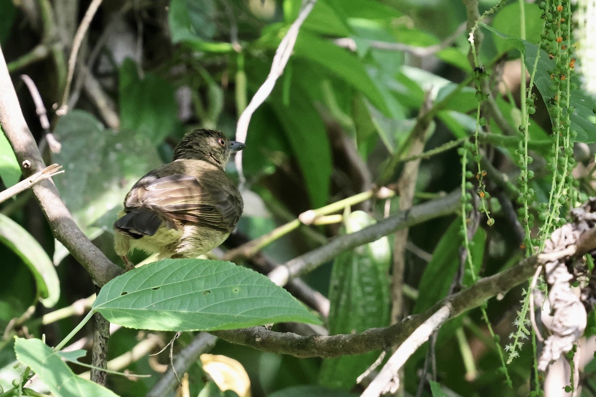 Red-eyed Bulbul - ML622111638