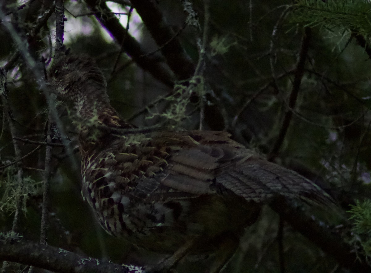 Ruffed Grouse - ML622111639