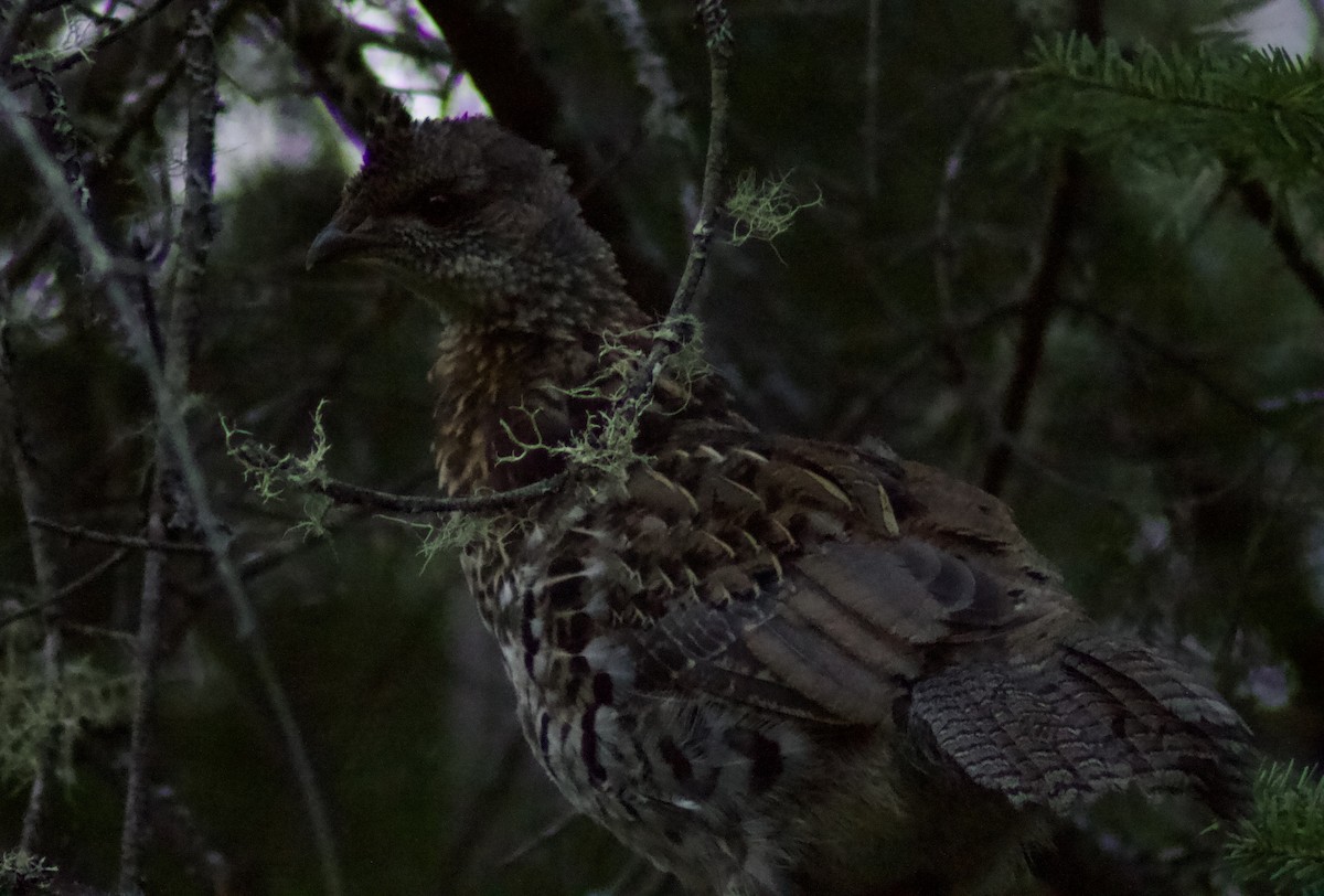 Ruffed Grouse - ML622111640