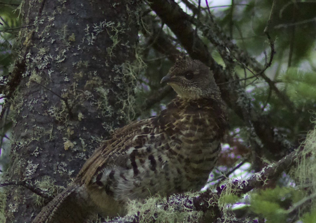 Ruffed Grouse - ML622111641