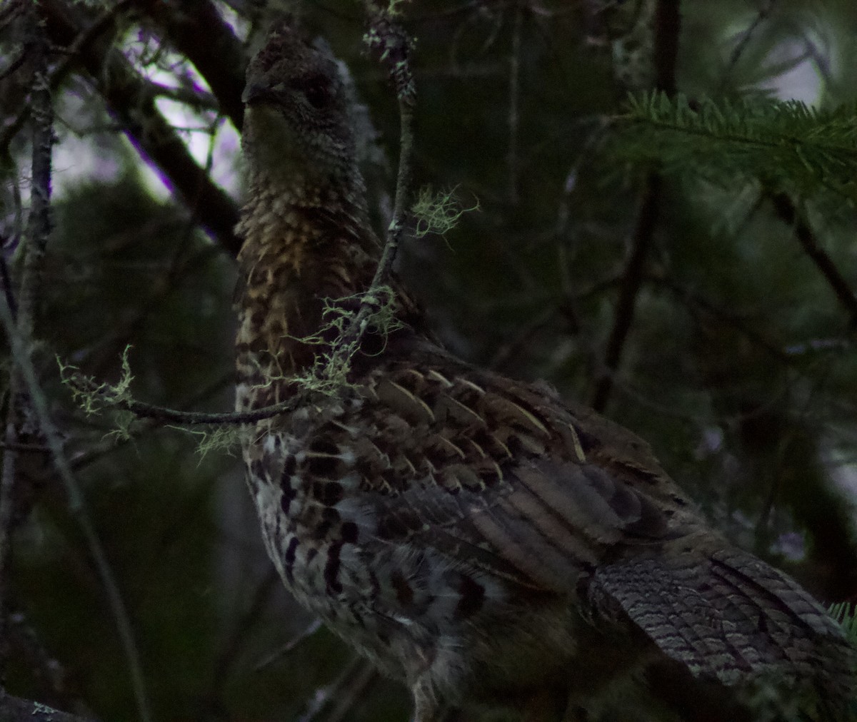 Ruffed Grouse - ML622111642