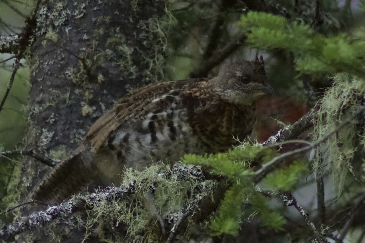 Ruffed Grouse - ML622111643