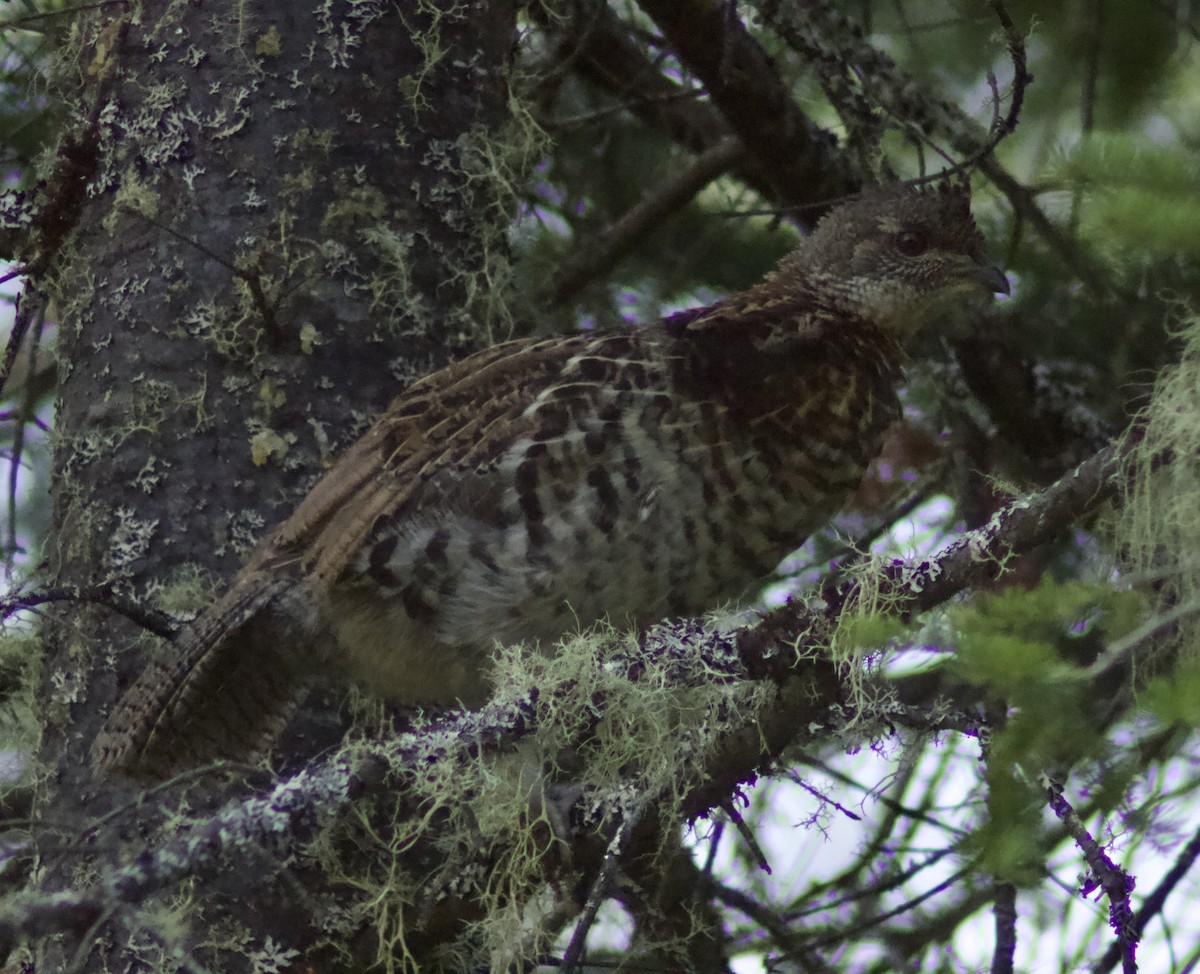 Ruffed Grouse - ML622111644