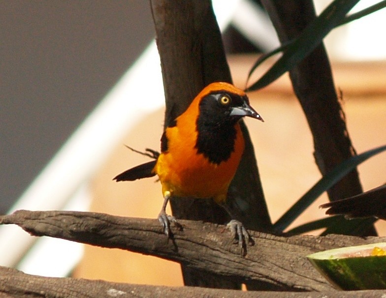 Orange-backed Troupial - ML622111645