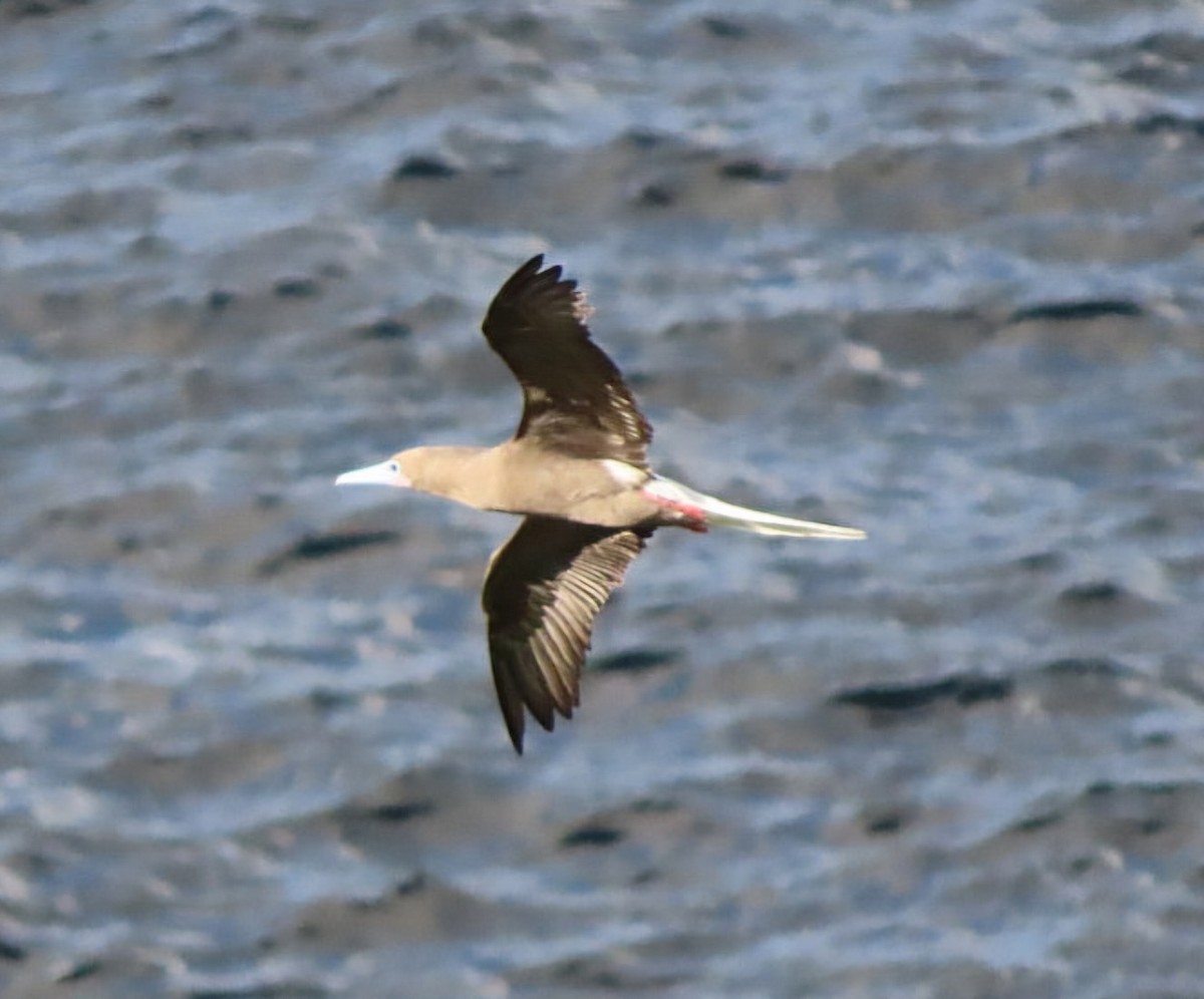 Red-footed Booby - ML622111646
