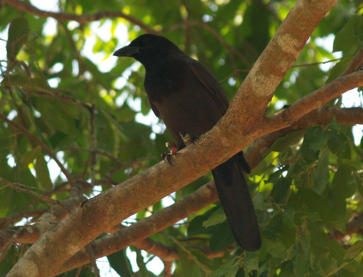 Purplish Jay - Jeff Hopkins