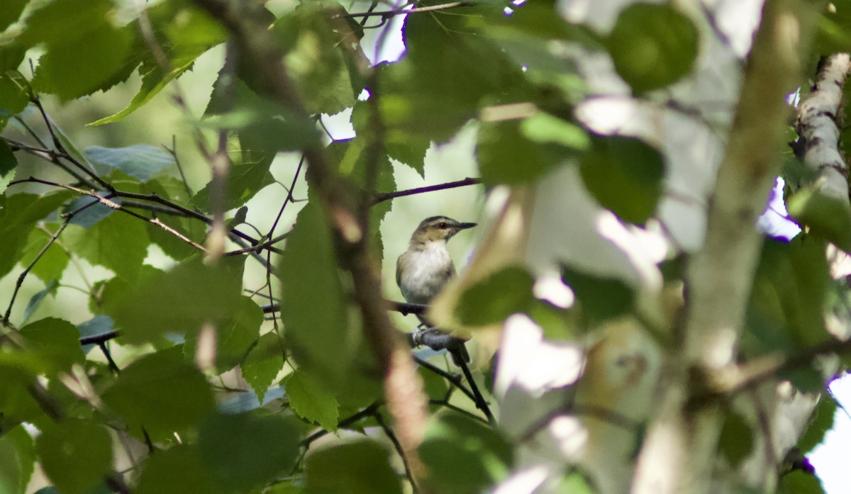 Red-eyed Vireo - Zakary L’Abbé-Larivière