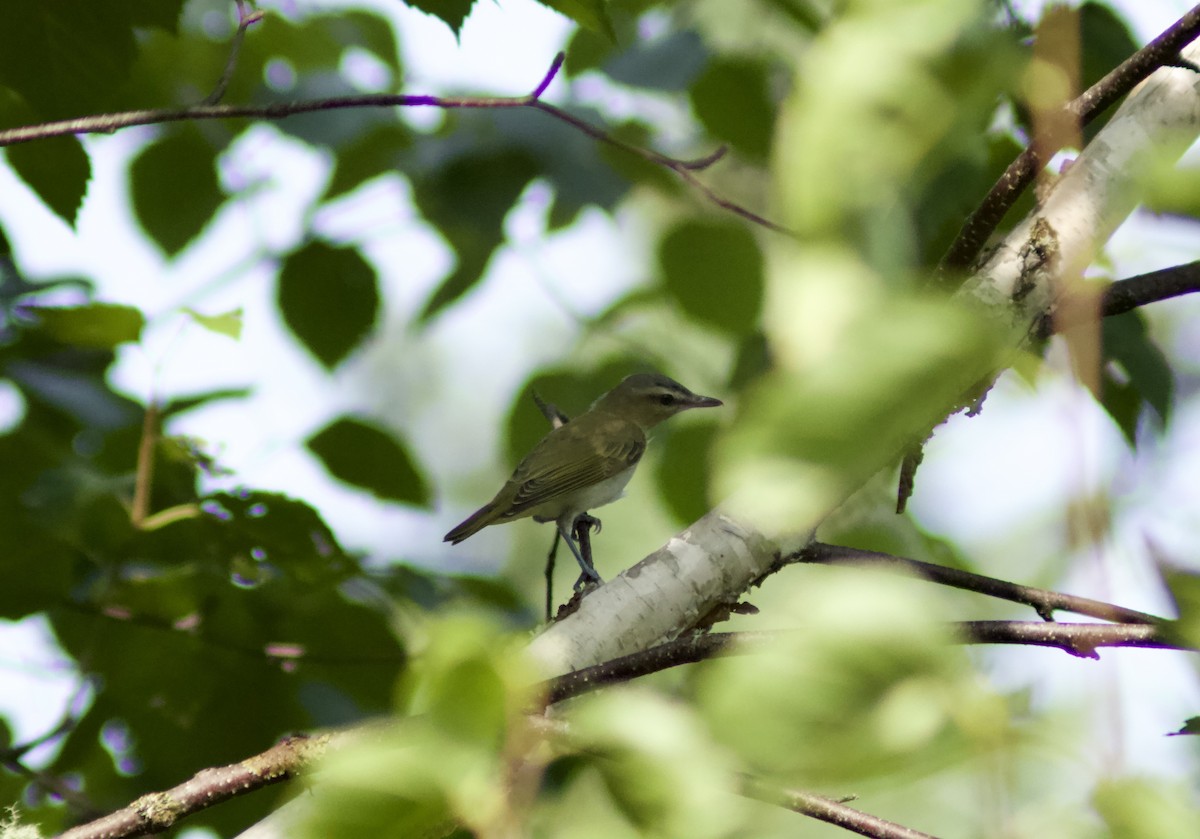 Red-eyed Vireo - ML622111667