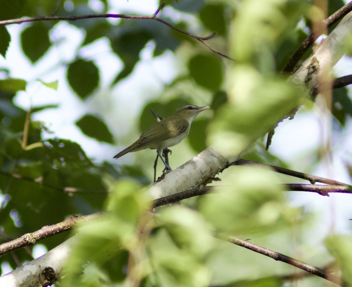 Red-eyed Vireo - ML622111668