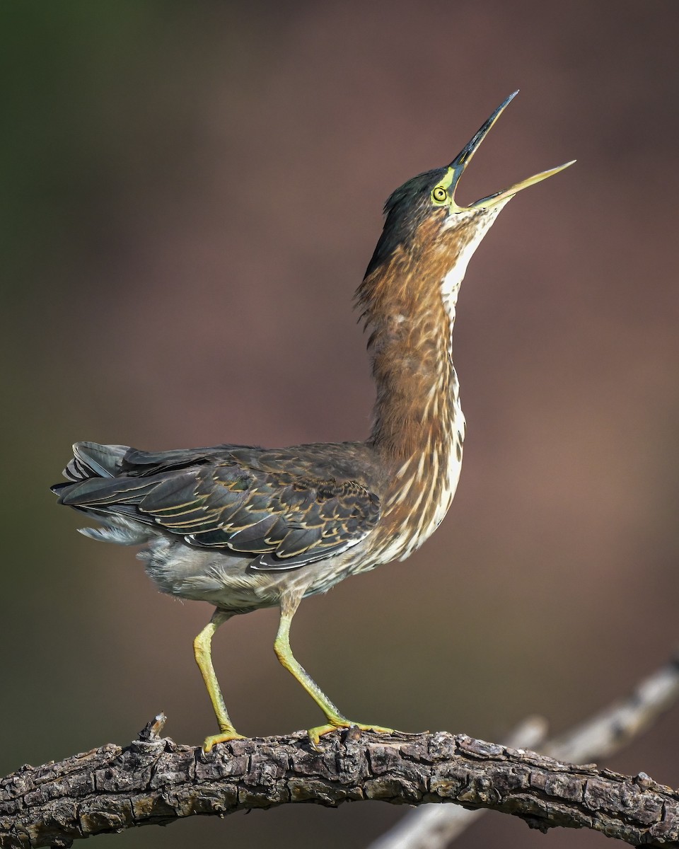 Green Heron - ML622111670