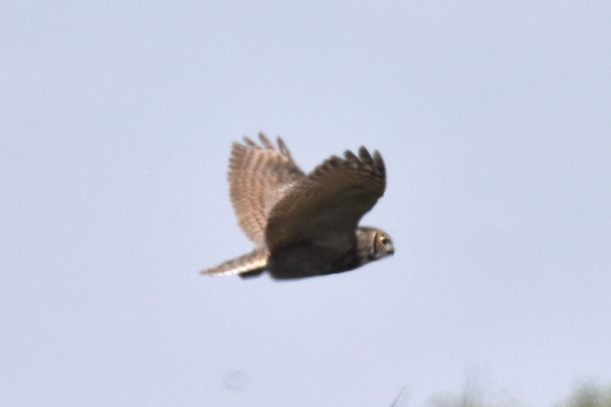 Great Horned Owl - ML622111671