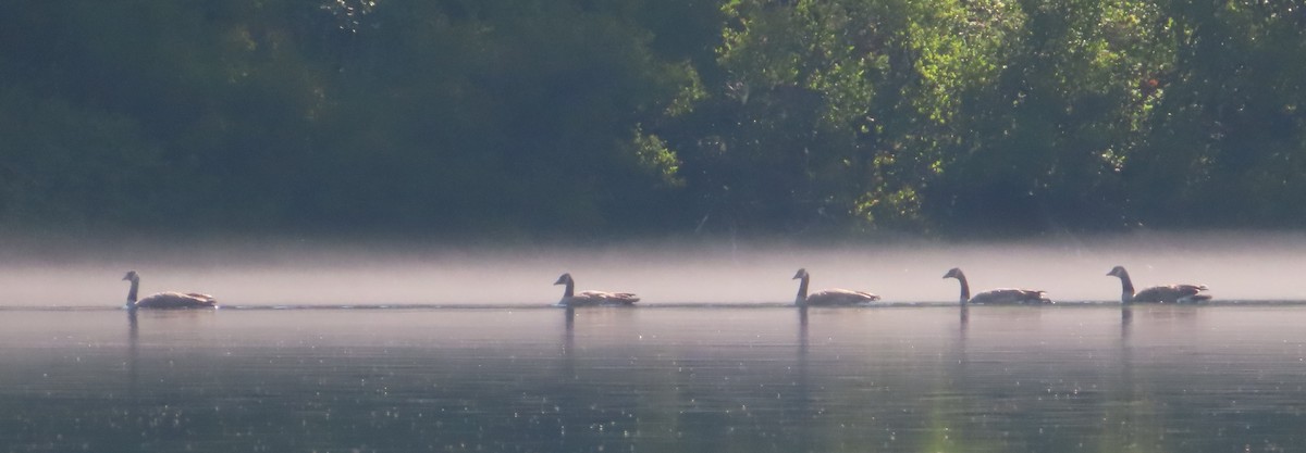 Canada Goose - Claire Weiser